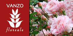 Vanzo Floreale in Villa Giustiniani
